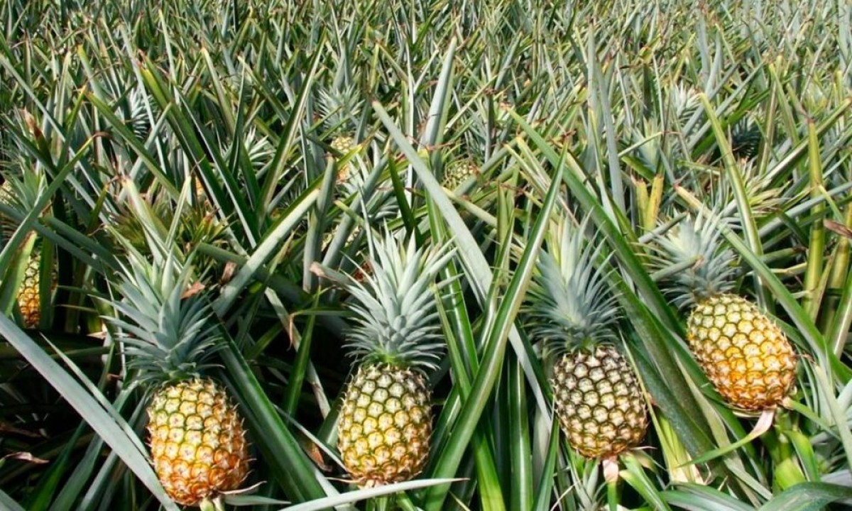 Pineapples from Uganda